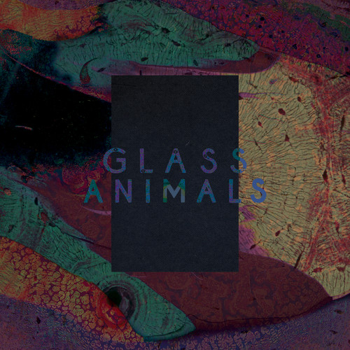 Black Mambo - Glass Animals